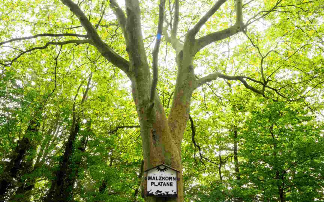 Baumhaft schöne Radrunde – Jetzt auch als geführte Tour!