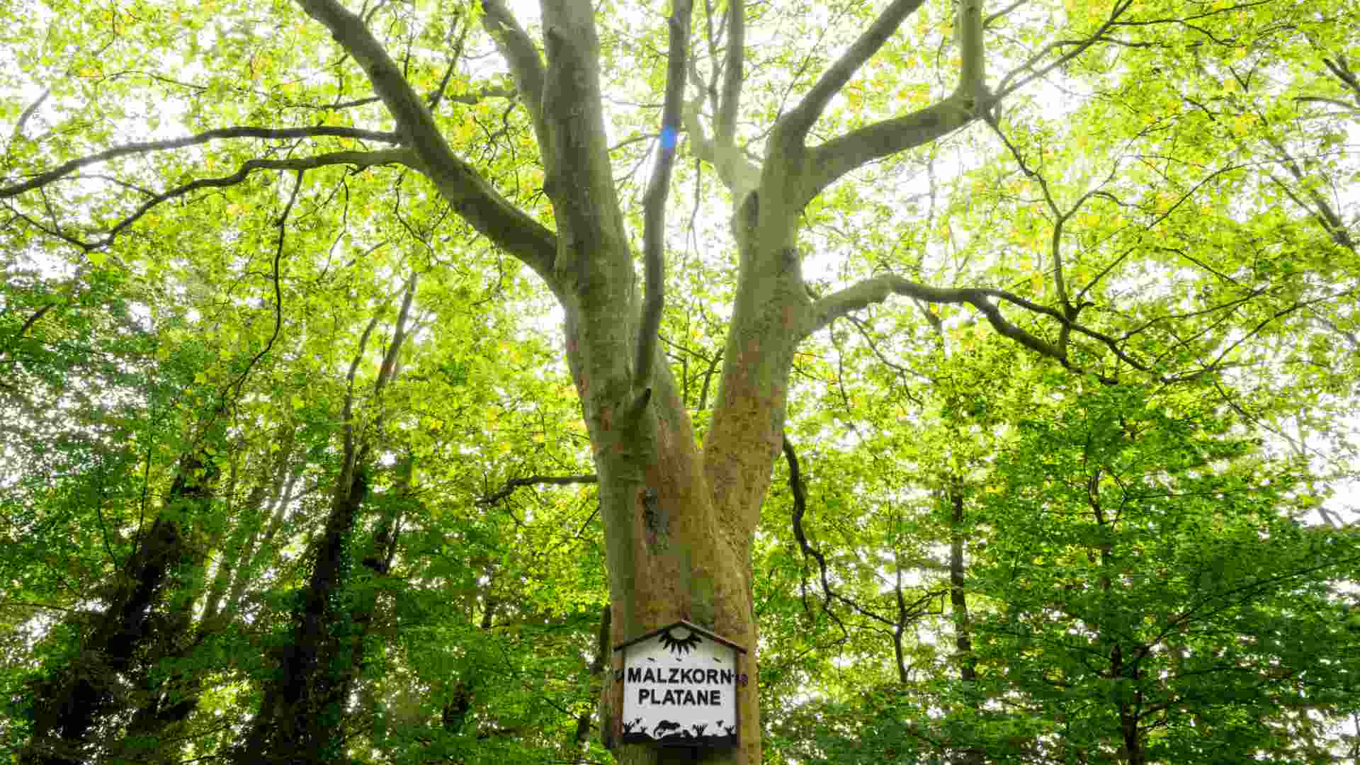 Foto Malzkornplatane am Sportplatz Vennberg