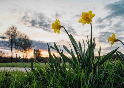 Foto Narzissen im Sonnenuntergang