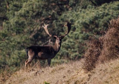 Foto Hirsch im Ehemaligen Munitionsdepot