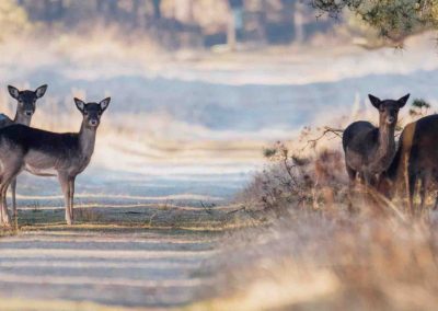 Foto Rehe im Ehemaligen Munitionsdepot