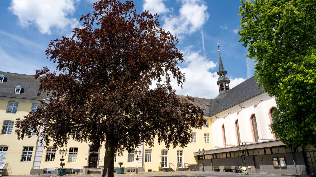 Ahorn auf dem Kreuzherrenplatz Foto Ahorn auf dem Kreuzherrenplatz