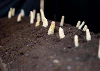 Foto Spargel- & Genussmarkt 2025 Spargelstechen