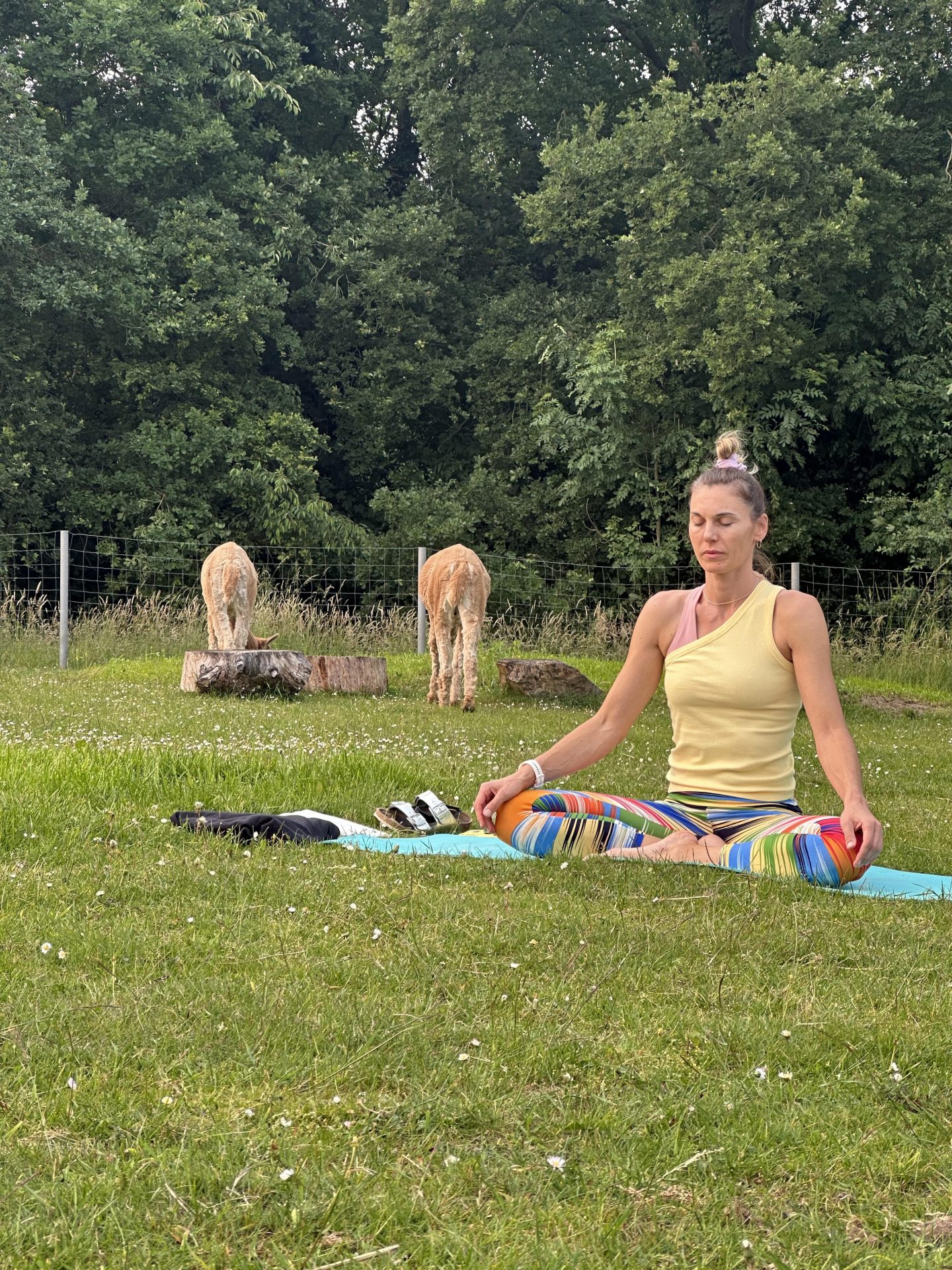 Foto Yoga zwischen Alpakas