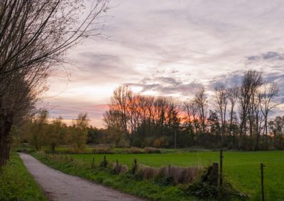 Foto Kopfweiden im Herbst