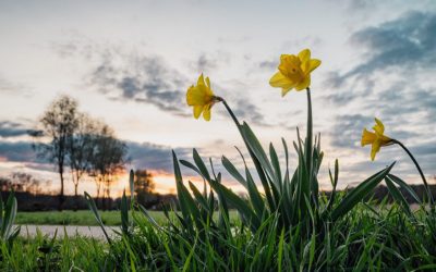 Frühling in Brüggen: „Brüggen erblüht“ & Narzissenwanderweg