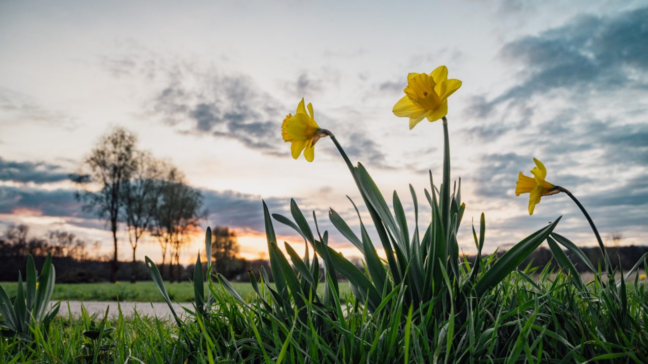 Narzissenwanderweg Foto Narzissenwanderweg