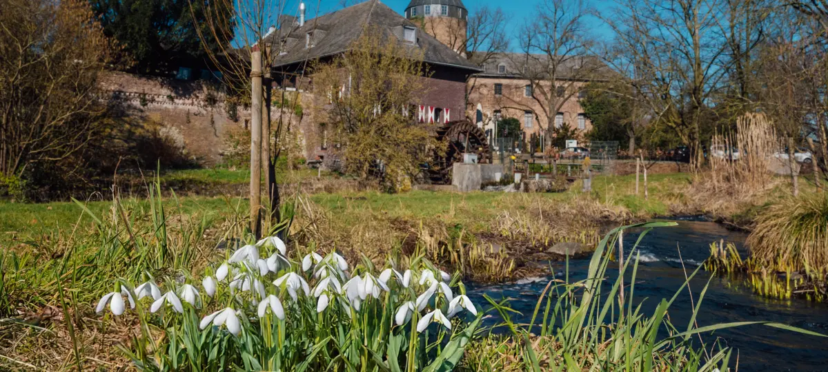 Foto Homebildschirm Frühlingsblumen Brüggener Mühle