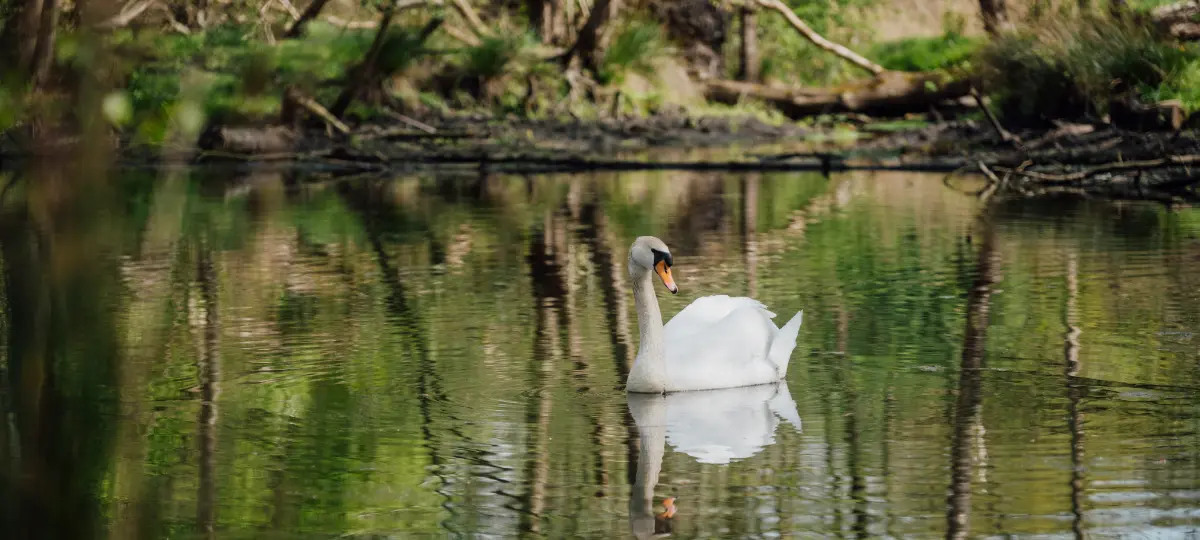 Foto Homebildschirm Schwan auf dem Wasser