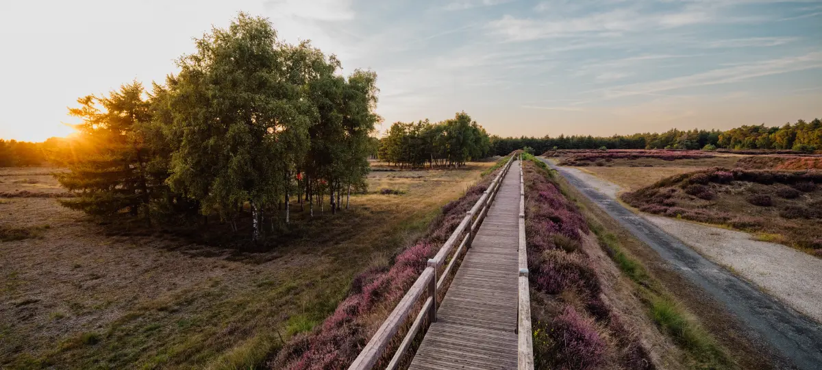 Foto Startbildschirm Heideblüte Bohlenweg