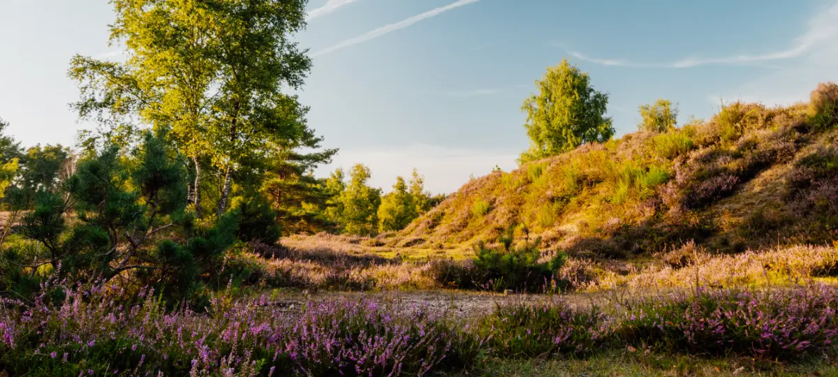 Foto Startbildschirm Heide und Hügel