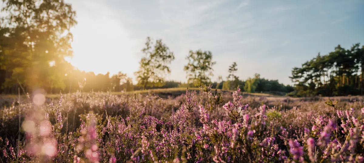 Foto Startbildschirm Heideblüten Nahaufnahme