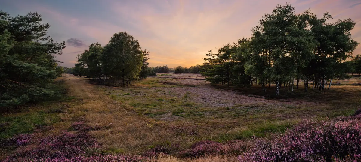 Foto Startbildschirm Heideblüte