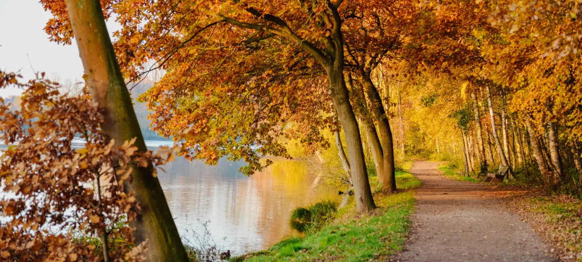 Foto Herbstwald am 